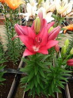 [5114 Cecina DJ No01.JPG]